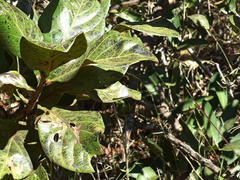 Paiwarria venulius