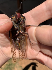 Macrotristria angularis