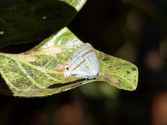Paiwarria venulius