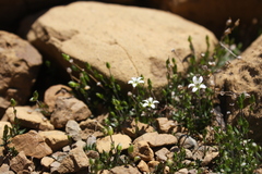 Arenaria humifusa