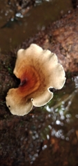 Polyporus leprieurii