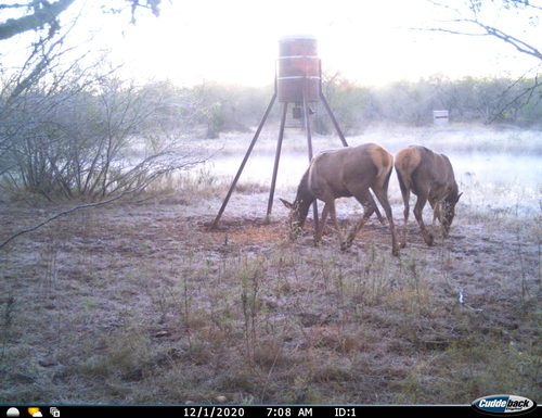 Elk photographed in Texas