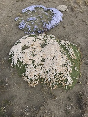 Burkartia lanigera