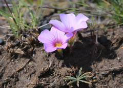 Oxalis laciniata