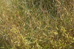 Microstegium vimineum