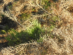 Scutia spicata pauciflora