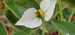 Dalechampia caperonioides