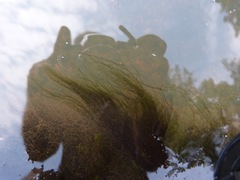 Compsopogon caeruleus