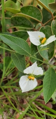 Dalechampia caperonioides