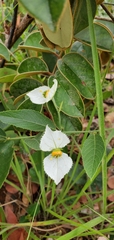 Dalechampia caperonioides