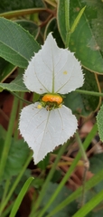 Dalechampia caperonioides