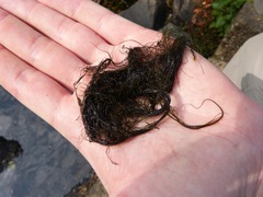 Compsopogon caeruleus