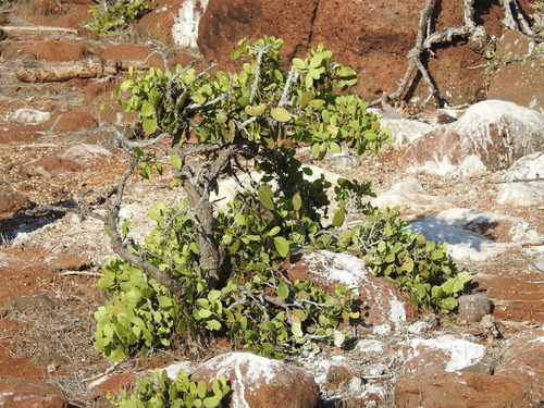 Image of Maytenus octogona by (c) Tristan Jobin, some rights reserved (CC BY)
