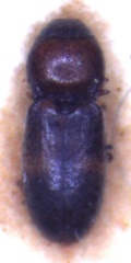 Anoplischius mexicanus