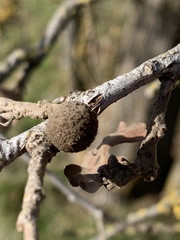 Disholcaspis canescens
