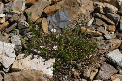 Arenaria humifusa