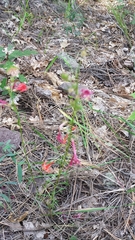 Ipomopsis aggregata formosissima