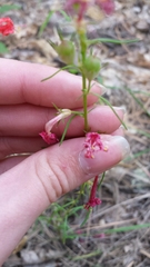 Ipomopsis aggregata formosissima