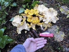 Cantharellus cascadensis