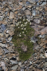 Cherleria marcescens