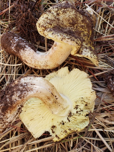 Tricholoma equestre — (c) Mary K. Hanson, some rights reserved (CC BY)