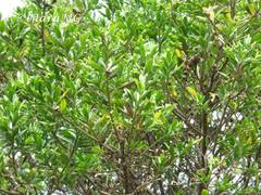Baccharis heterophylla