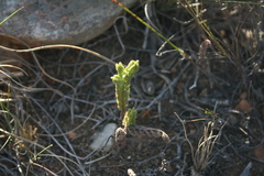 Crassula ericoides