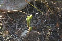 Crassula ericoides