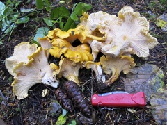 Cantharellus cascadensis