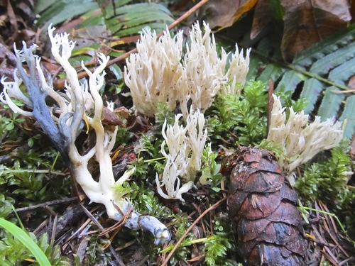 Clavulina coralloides