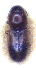 Anoplischius tetraspilotus