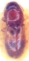 Anoplischius tetraspilotus