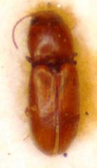 Anoplischius teapensis