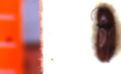 Anoplischius teapensis