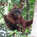 Sumatran Orangutan - Photo (c) naturalistnatasha, some rights reserved (CC BY-NC), uploaded by naturalistnatasha