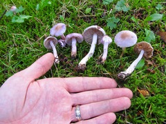 Inocybe pallidicremea