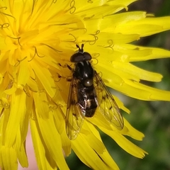 Ferdinandea fumipennis