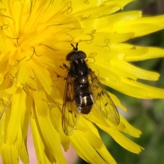 Ferdinandea fumipennis