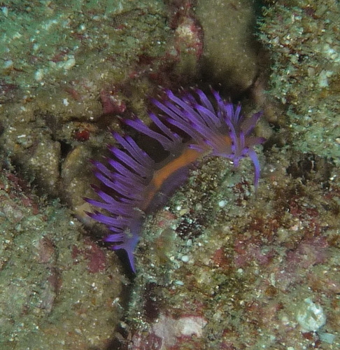 Coryphellina aurora