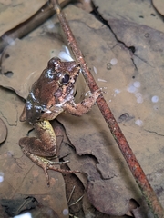 Leptodactylus petersii
