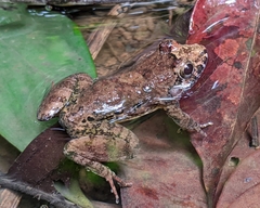Leptodactylus petersii