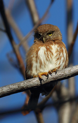 Glaucidium palmarum