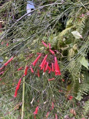 Russelia equisetiformis