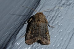 Proteuxoa tetronycha