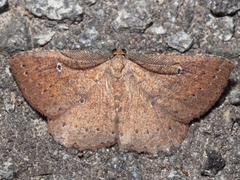 Casbia melanops