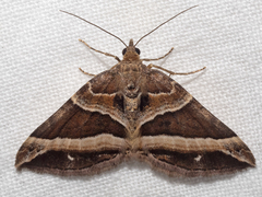 Chrysolarentia conifasciata