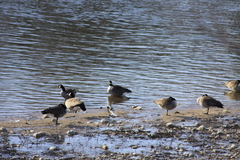 Branta canadensis