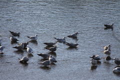 Larus argentatus
