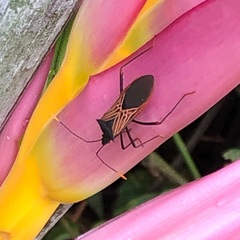 Leptoscelis limbativentris