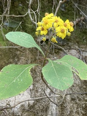 Rumfordia floribunda